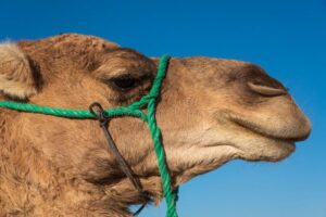 Tour Guide In Marrakech